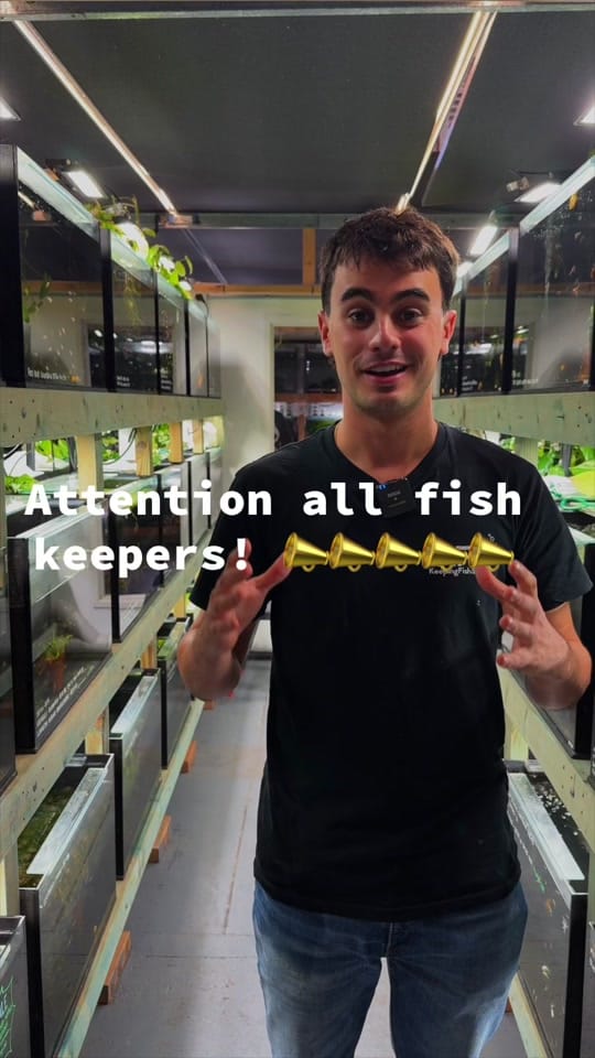 Post 9 by KeepingFishSimple on TikTok (video)