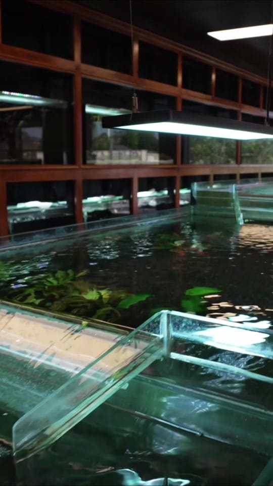 Post 6 by KeepingFishSimple on TikTok (video)