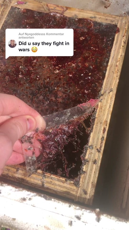 Post 5 by Bush Bees on TikTok (video)