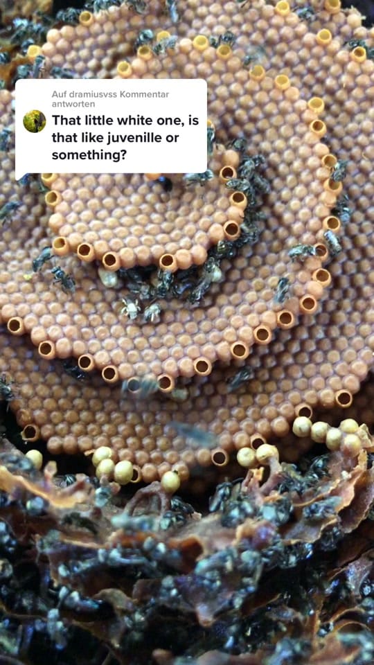 Post 1 by Bush Bees on TikTok (video)