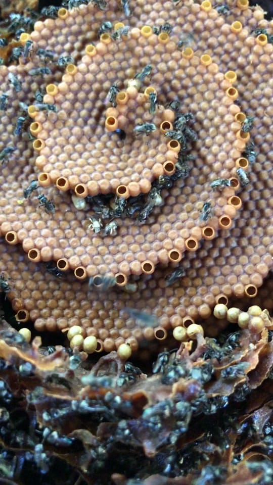 Post 4 by Bush Bees on TikTok (video)