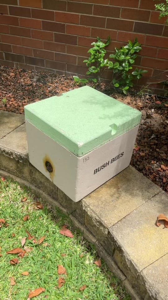Post 3 by Bush Bees on TikTok (video)