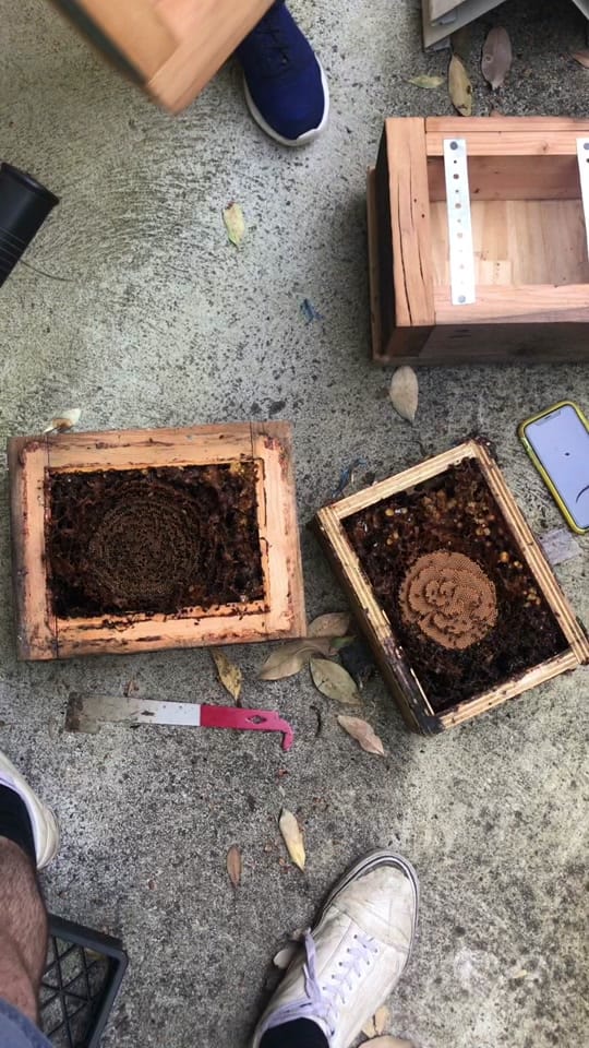 Post 7 by Bush Bees on TikTok (video)