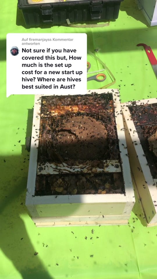 Post 2 by Bush Bees on TikTok (video)