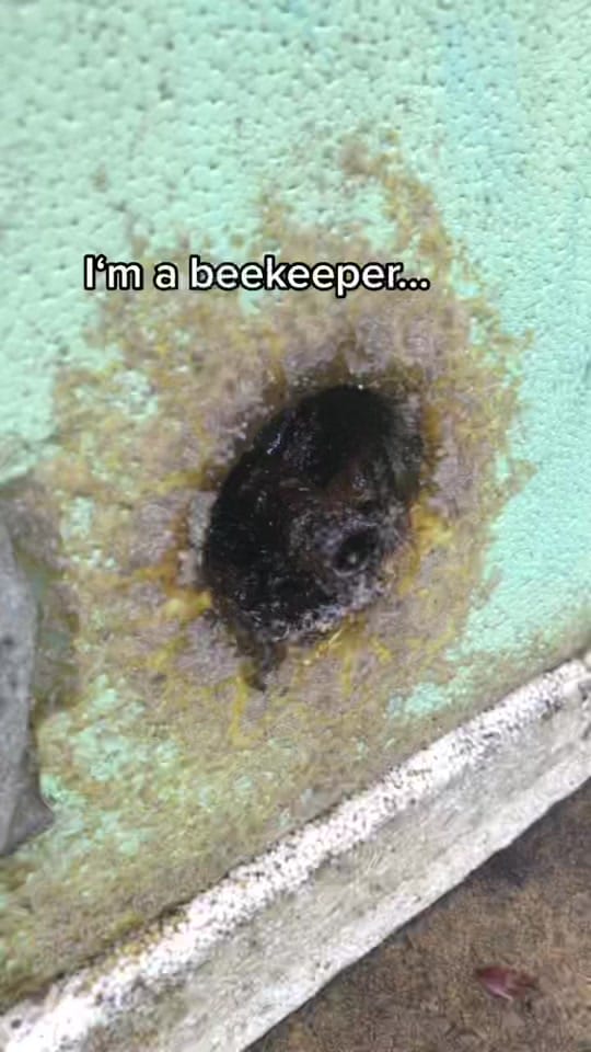 Post 9 by Bush Bees on TikTok (video)
