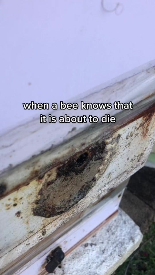 Post 10 by Bush Bees on TikTok (video)