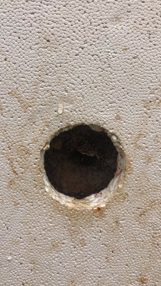 Post 8 by Bush Bees on TikTok (video)