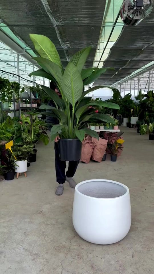Post 4 by Indoor Blooms on TikTok (video)