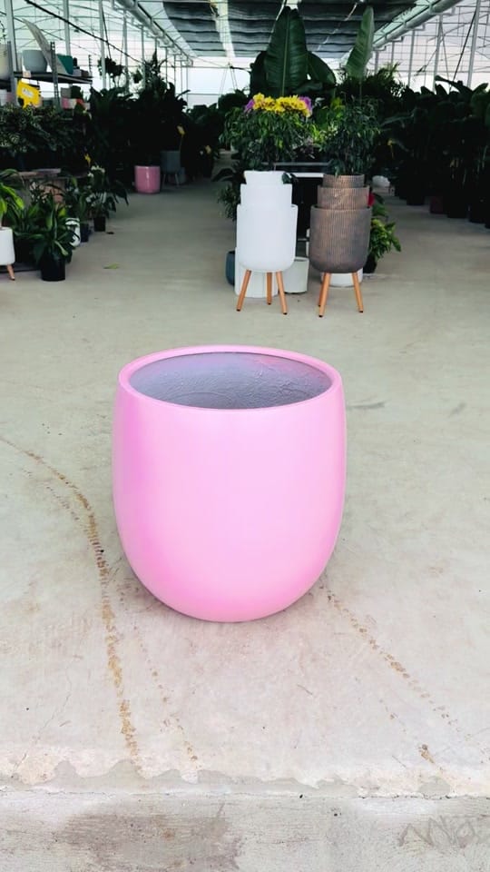 Post 1 by Indoor Blooms on TikTok (video)