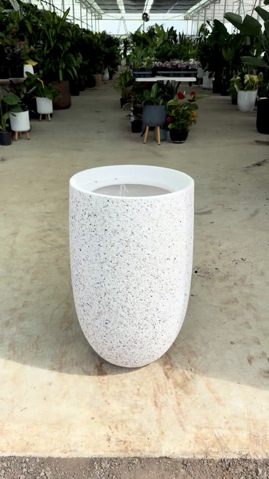 Post 2 by Indoor Blooms on TikTok (video)