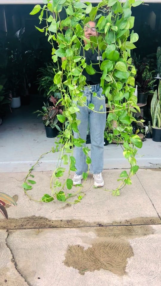 Post 10 by Indoor Blooms on TikTok (video)