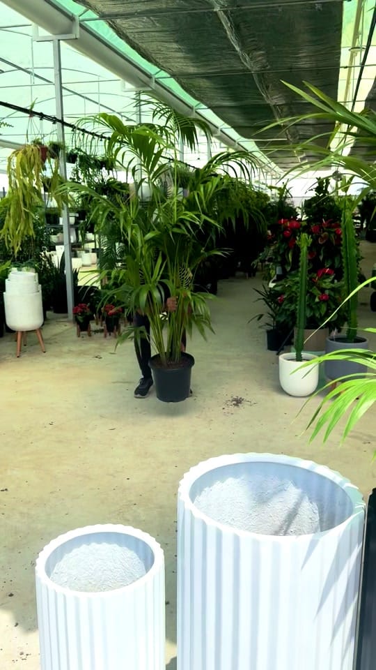 Post 8 by Indoor Blooms on TikTok (video)