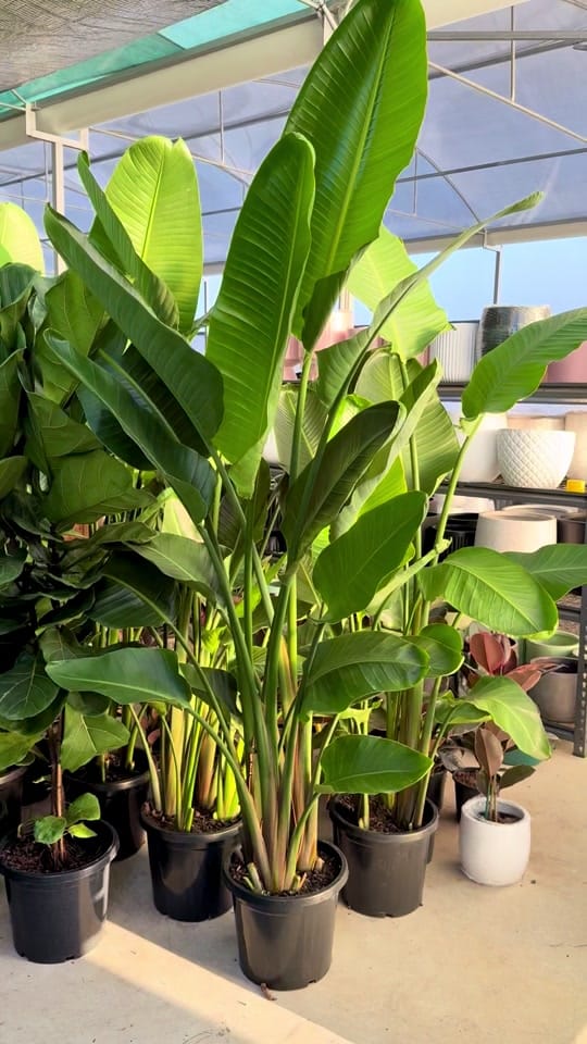 Post 6 by Indoor Blooms on TikTok (video)