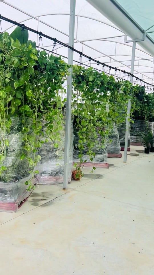 Post 9 by Indoor Blooms on TikTok (video)