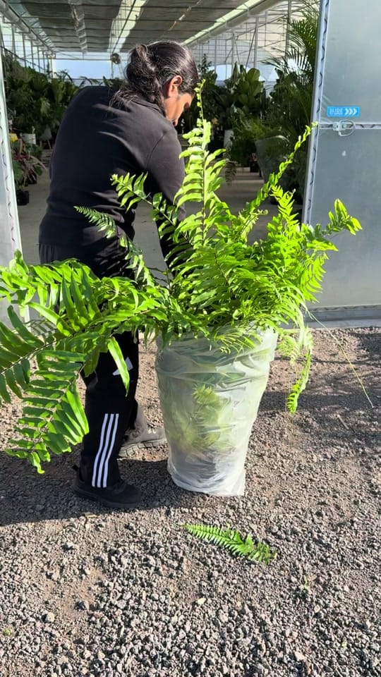 Post 5 by Indoor Blooms on TikTok (video)