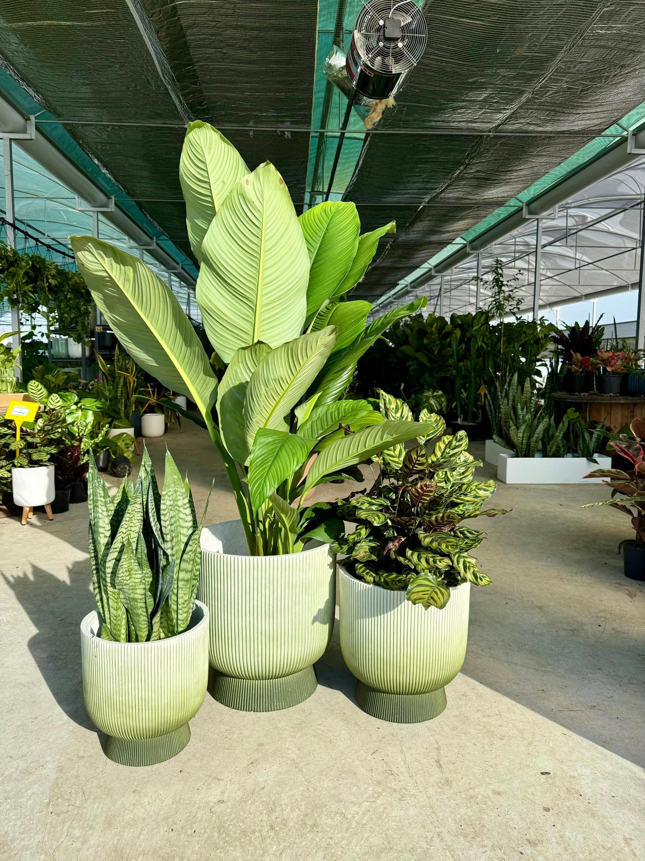 Post 7 by Indoor Blooms on TikTok (video)