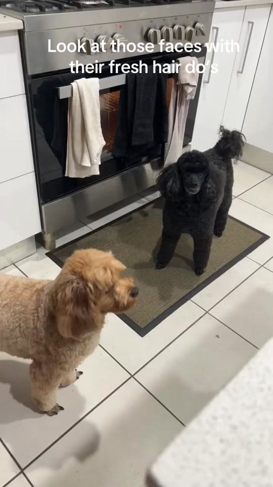 Post 5 by Chris on TikTok (video)