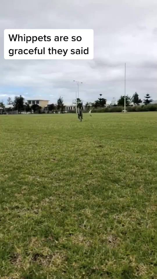 Post 7 by Sunny on TikTok (video)