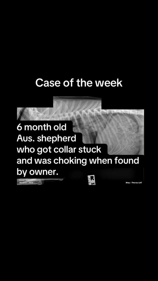 Post 10 by MASH Vet Imaging on TikTok (video)