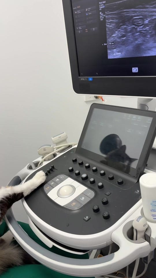 Post 4 by MASH Vet Imaging on TikTok (video)