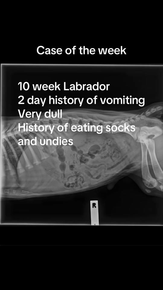 Post 7 by MASH Vet Imaging on TikTok (video)