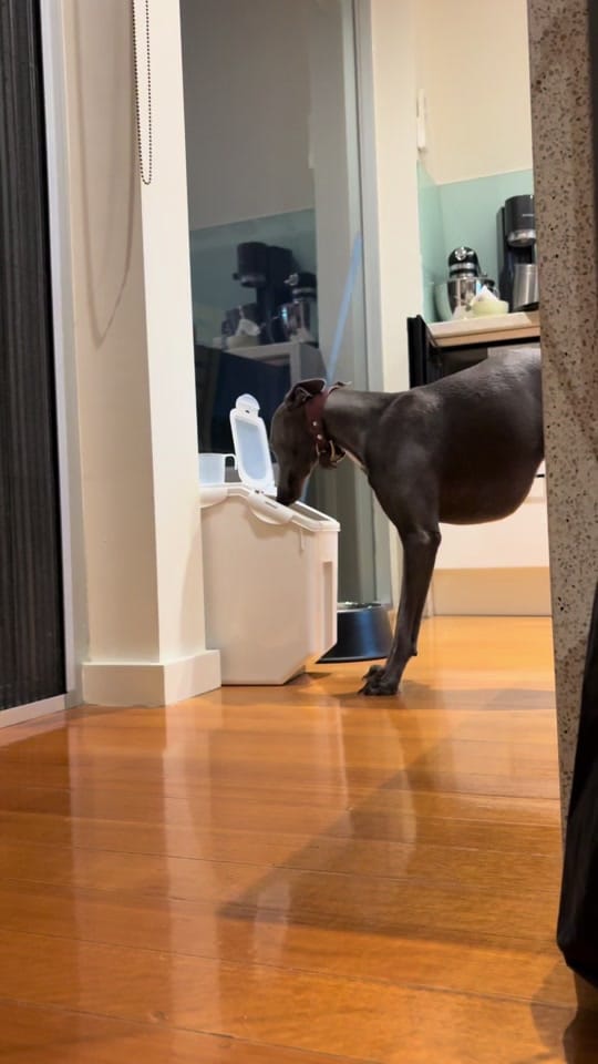 Post 8 by MASH Vet Imaging on TikTok (video)