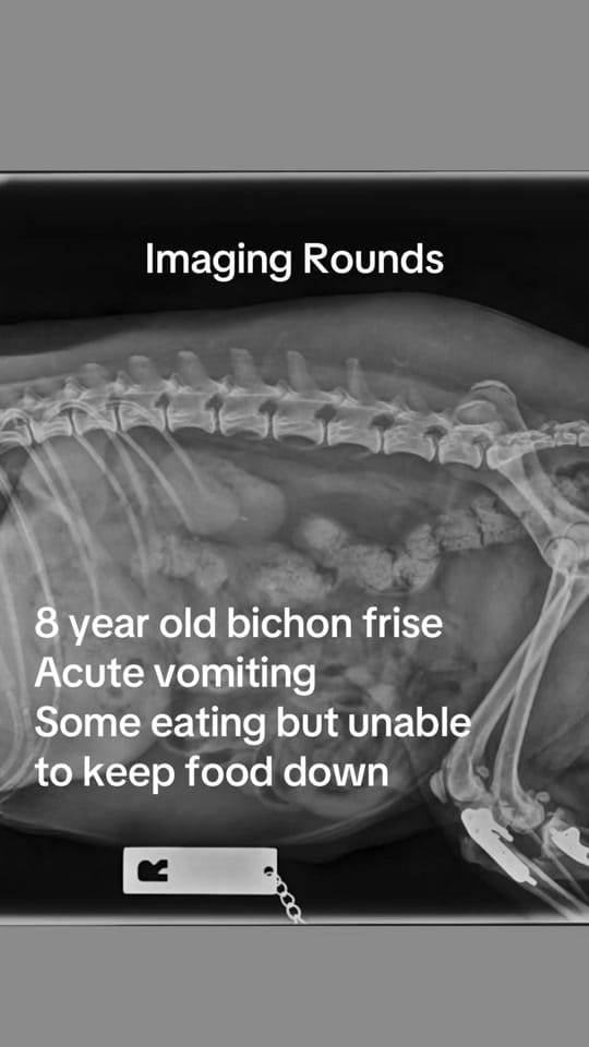 Post 1 by MASH Vet Imaging on TikTok (video)