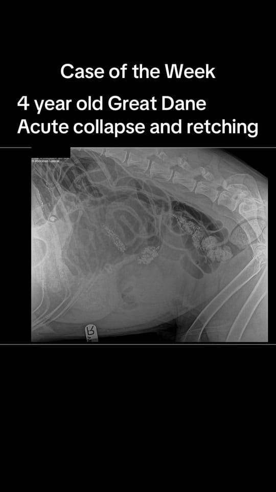 Post 6 by MASH Vet Imaging on TikTok (video)