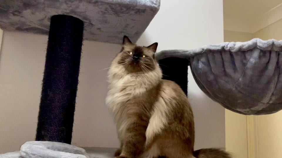 Post 9 by ♡ Ashley ♡ on TikTok (video)