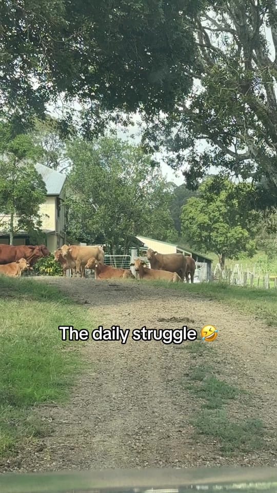 Post 1 by Taylor Ryan on TikTok (video)
