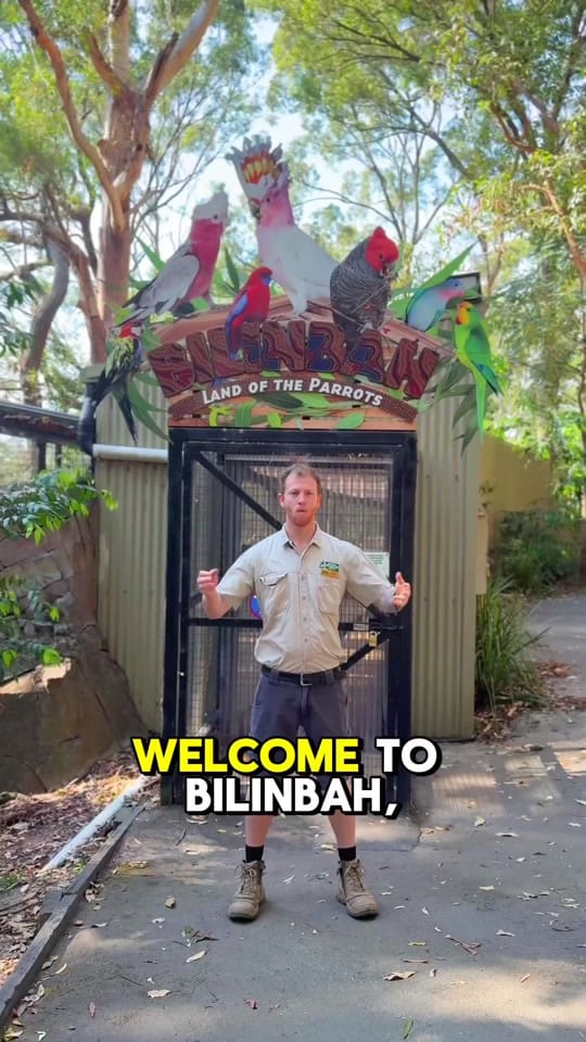 Post 8 by Currumbin Wildlife Sanctuary on TikTok (video)