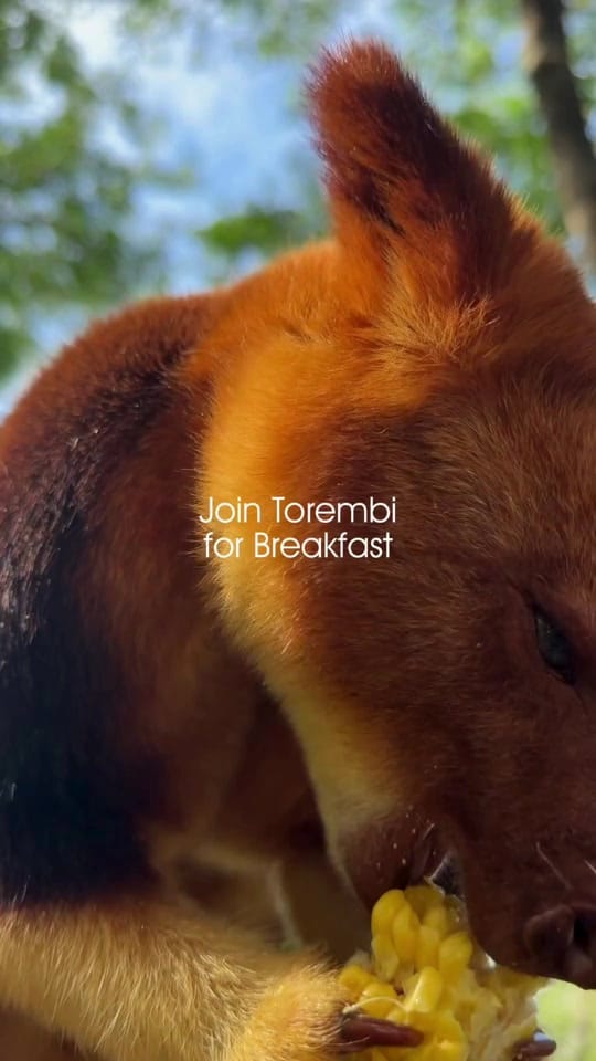 Post 4 by Currumbin Wildlife Sanctuary on TikTok (video)