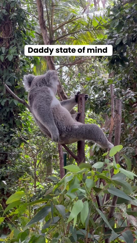 Post 10 by Currumbin Wildlife Sanctuary on TikTok (video)