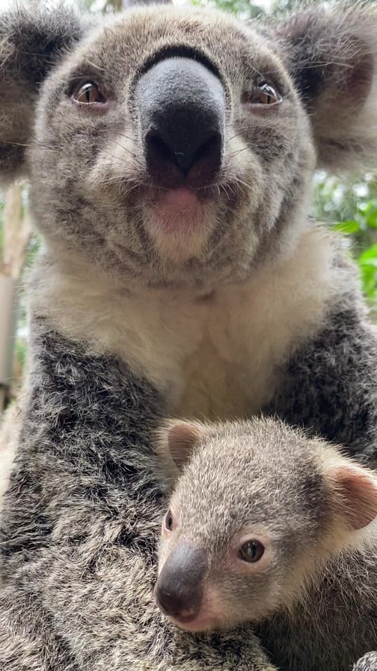 Post 2 by Currumbin Wildlife Sanctuary on TikTok (video)