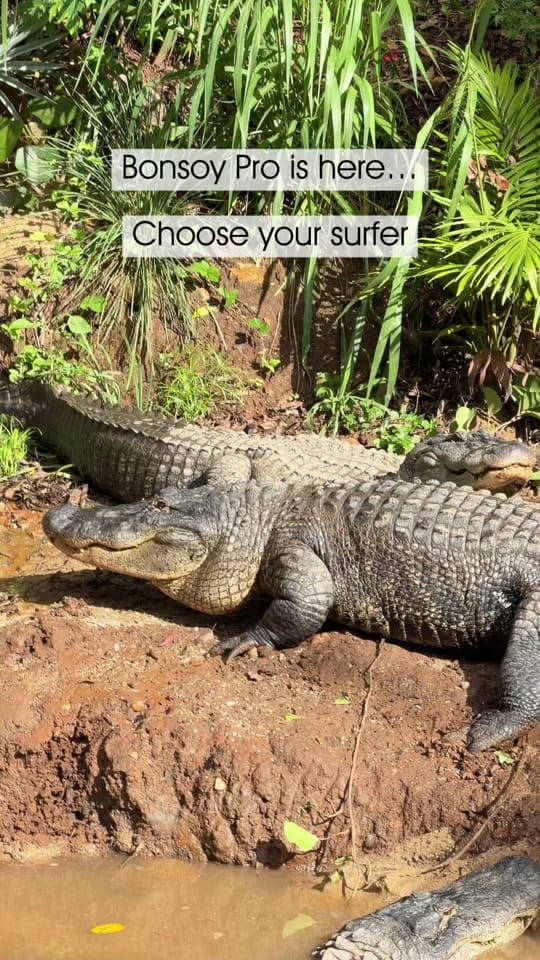 Post 7 by Currumbin Wildlife Sanctuary on TikTok (video)