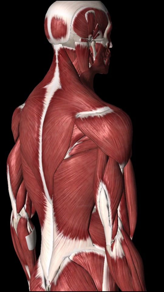 Post 4 by wade the massage guy on TikTok (video)