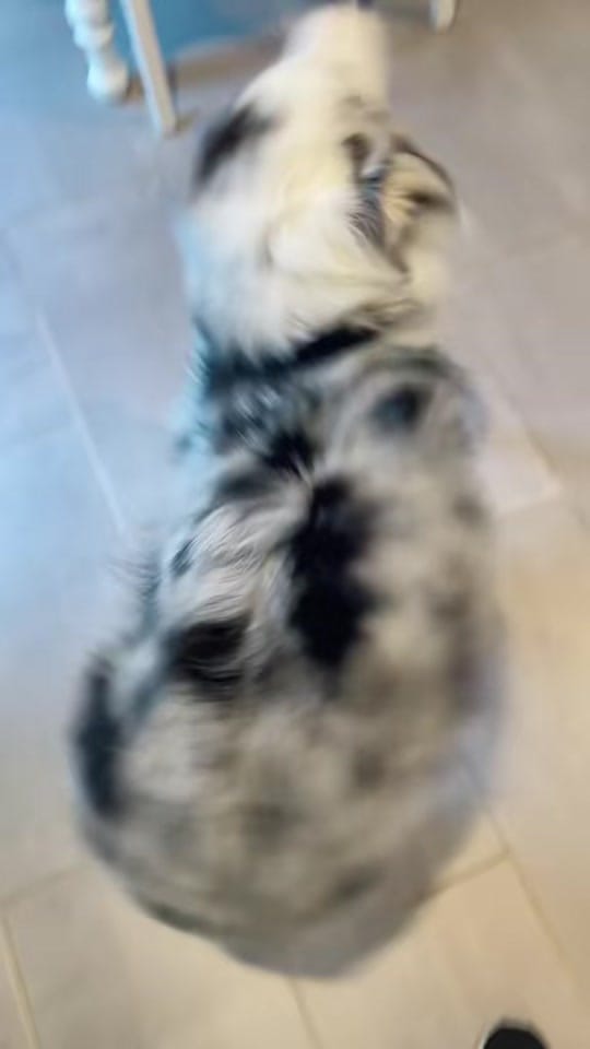 Post 2 by Rhoan Wiggle Butt on TikTok (video)