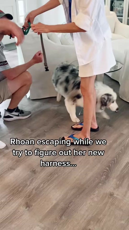 Post 1 by Rhoan Wiggle Butt on TikTok (video)