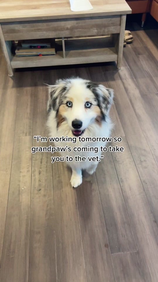 Post 9 by Rhoan Wiggle Butt on TikTok (video)