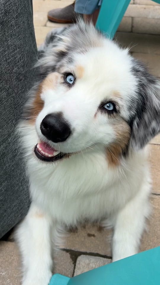 Post 6 by Rhoan Wiggle Butt on TikTok (video)