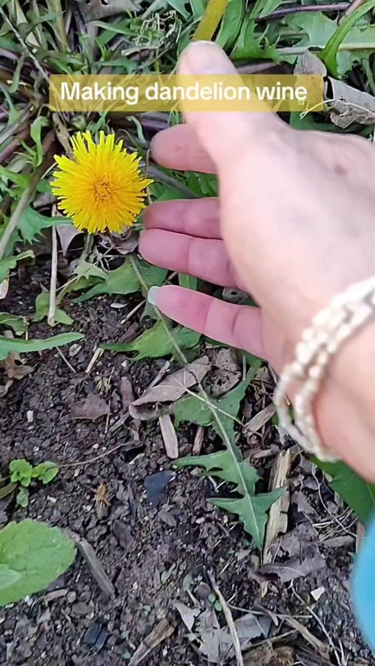 Post 3 by MornPen Mum on TikTok (video)