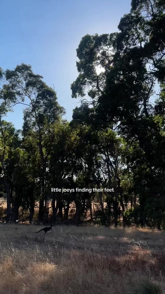 Post 3 by robyn.aitkenhead on TikTok (video)