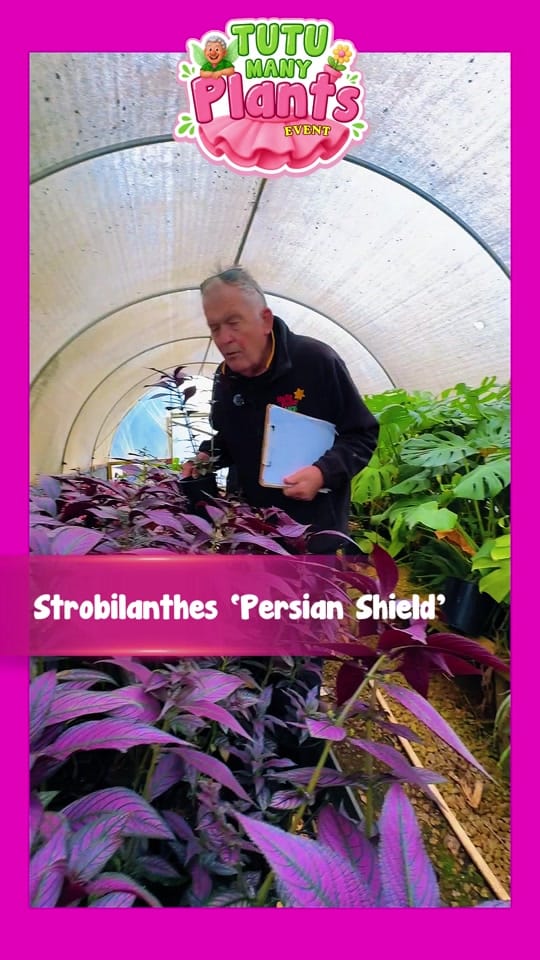 Post 2 by Hello Hello Plants Nursery on TikTok (video)