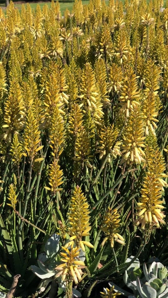 Post 6 by Hello Hello Plants Nursery on TikTok (video)