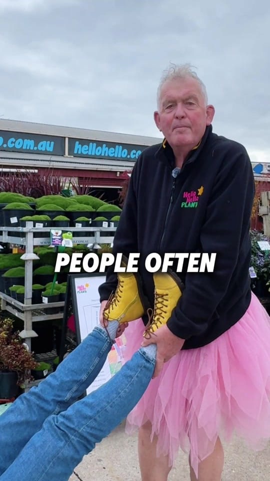 Post 1 by Hello Hello Plants Nursery on TikTok (video)