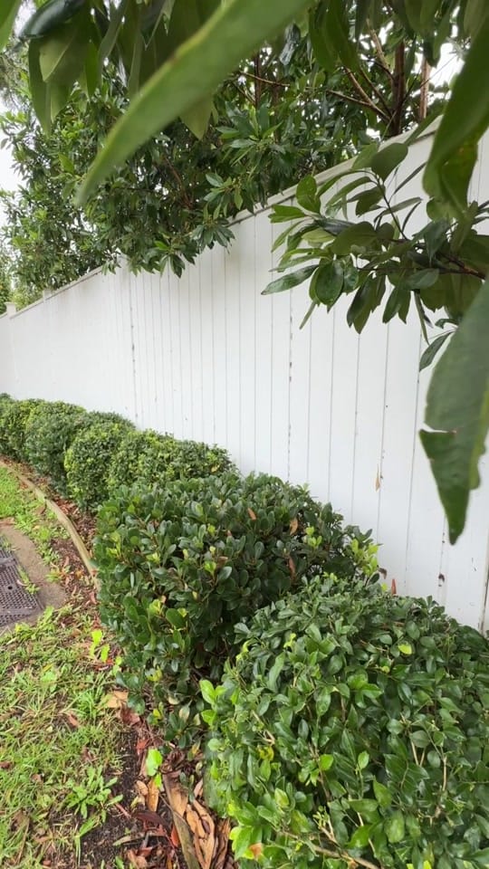 Post 3 by Hello Hello Plants Nursery on TikTok (video)