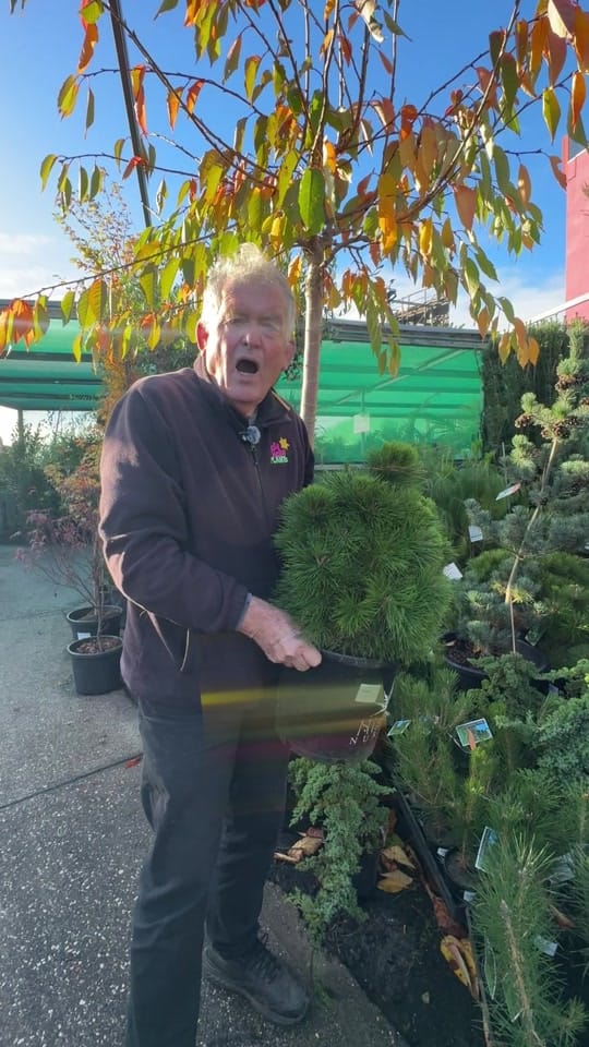Post 4 by Hello Hello Plants Nursery on TikTok (video)