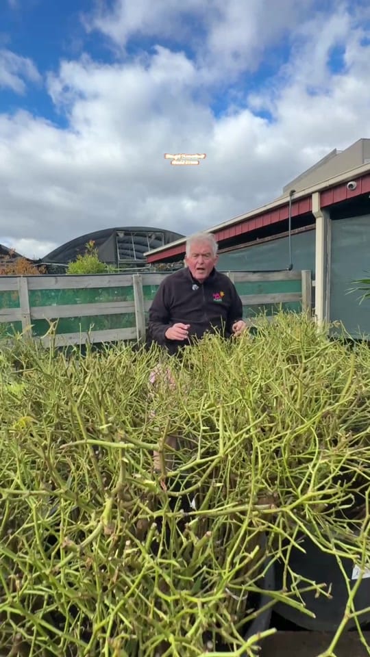 Post 7 by Hello Hello Plants Nursery on TikTok (video)
