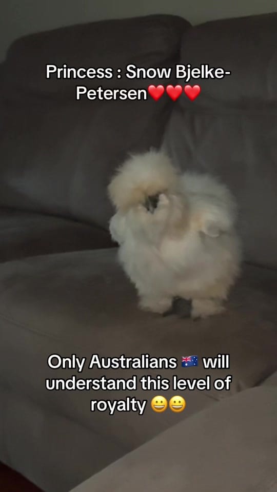 Post 3 by Steve Phoenix on TikTok (video)