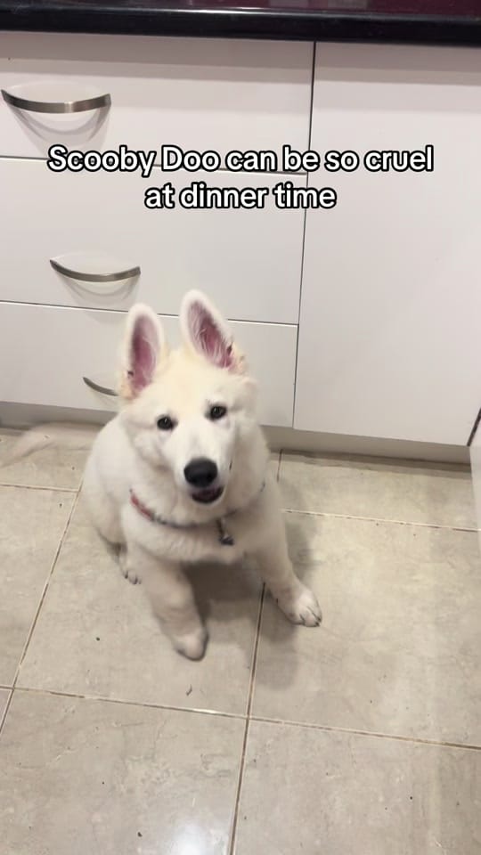 Post 2 by Steve Phoenix on TikTok (video)